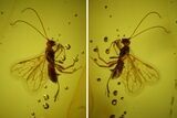 Detailed Fossil Wasp (Hymenoptera) In Baltic Amber #166241-2
